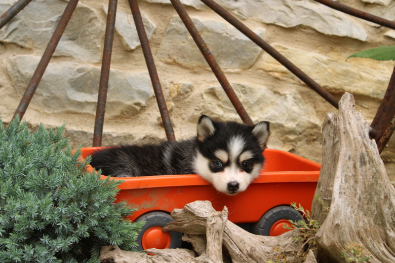puppy, for, sale, Pomsky, Matthew B. Stoltzfus, dog, breeder, Gap, PA, dog-breeder, puppy-for-sale, forsale, nearby, find, puppyfind, locator, puppylocator, aca